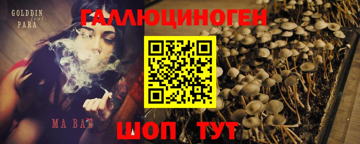 Галлюциногенные грибы MAGIC MUSHROOMS  Псилоцибиновые грибы Psilocybine cubensis  Якутск  Вход с VPN 